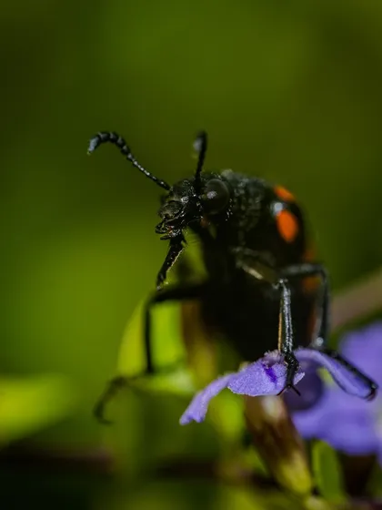 The Sexton Beetle climbing on a flower. The macro perspective makes it look like a large monster exploring its world.