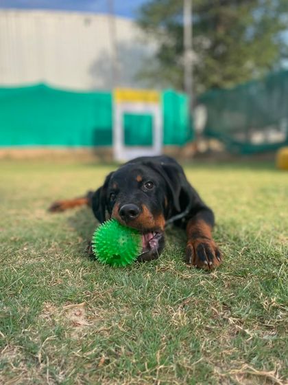 If you need posing tutorials, please contact Rocco the Rottweiler. He knows how to find his light.