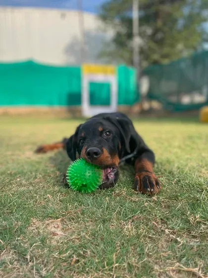 If you need posing tutorials, just ask Rocco the Rottweiler. He knows how to work the camera, especially when his favorite ball is involved.