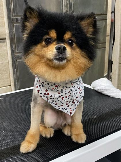 Charlie the Pomeranian has a fantastic lion-style trim that highlights his beautiful mane.