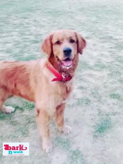 A smiling Golden Retriever, perfectly content after a good run. A tired dog is a happy dog, and I make sure they get all the exercise they need.