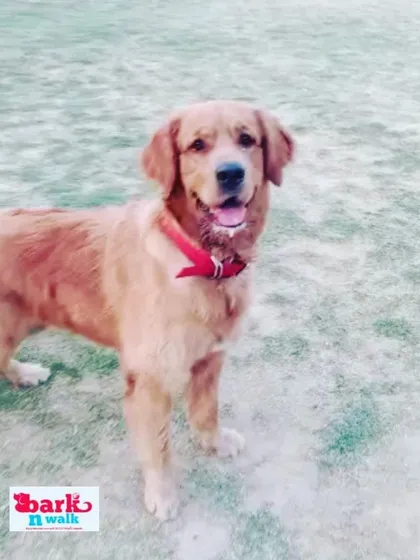 A smiling Golden Retriever, perfectly content after a good run. A tired dog is a happy dog, and I make sure they get all the exercise they need.