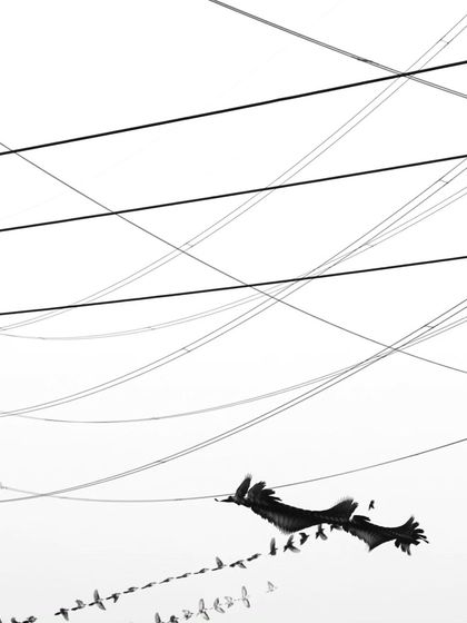 'Restricted patterns'. An ornithograph where the flight paths of crows are framed and intersected by the sharp lines of electrical wires.