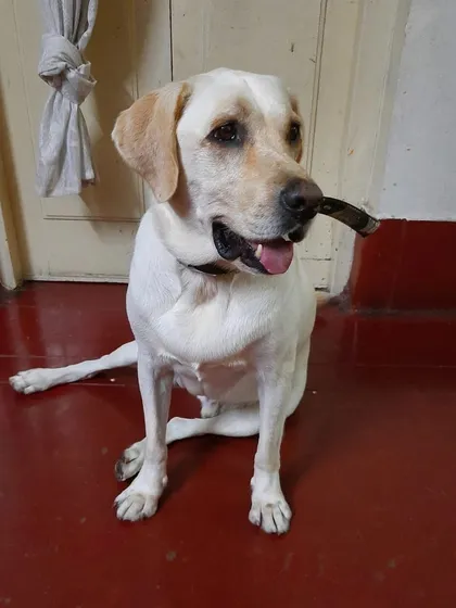 This is Doodle, a very active Lab who is always ready for his walk. He enjoys a 45-minute walk with us every day in Basvanagudi to burn off his energy and stay fit.