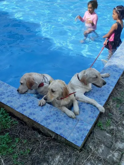 Three young Labrador buddies resting at the pool's edge while their human friends swim nearby. It's a great way for both kids and pups to learn and play together safely.