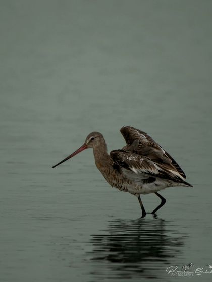 Another shot of the Black-tailed Godwit, a species that is the national bird of the Netherlands.