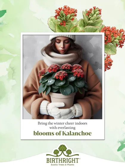 Bring winter cheer indoors with the everlasting blooms of Kalanchoe. This plant offers a burst of color that can brighten even the greyest winter day.