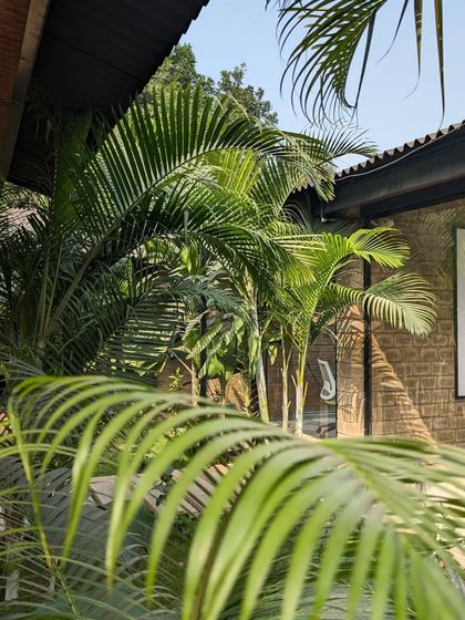 A view through the fronds of a palm tree towards a brick building in the background. I design landscapes to create interesting views, frames, and moments of discovery as you move through the space.