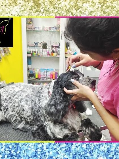 Fuzzy Wuzzy - Pet Grooming & Spa Spaniels, Retrievers & Large Breed Grooming photo 63