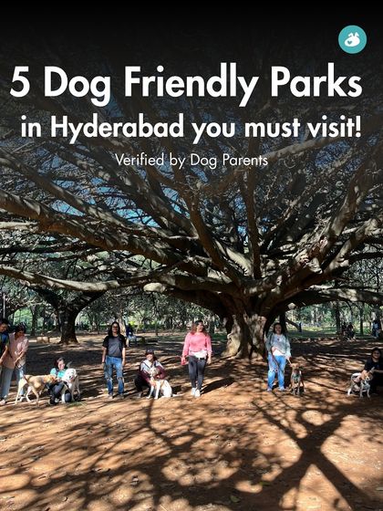 The Pack - Pet-Friendly Adventures & Meetups Pet-Parent Resources: Guides & Tips photo 7