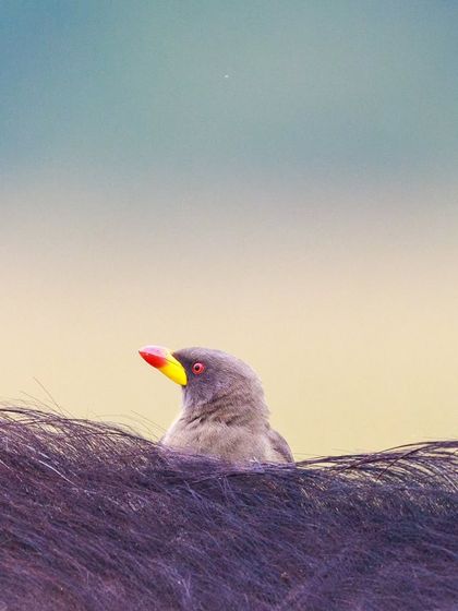 A Yellow-billed Oxpecker peeks out from the thick hair of a large mammal. These birds spend most of their lives on their hosts, providing a crucial cleaning service in exchange for a meal.