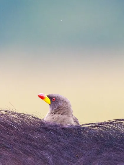 A Yellow-billed Oxpecker peeks out from the thick hair of a large mammal. These birds spend most of their lives on their hosts, providing a crucial cleaning service in exchange for a meal.