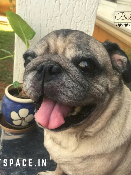 Meet Buster, the pug who started it all! Petspace was born from our desire to create a fun, safe hangout for him. Ten years later, he's still our resident goofball and a reminder of our mission to provide the best care for every dog that comes through our doors.