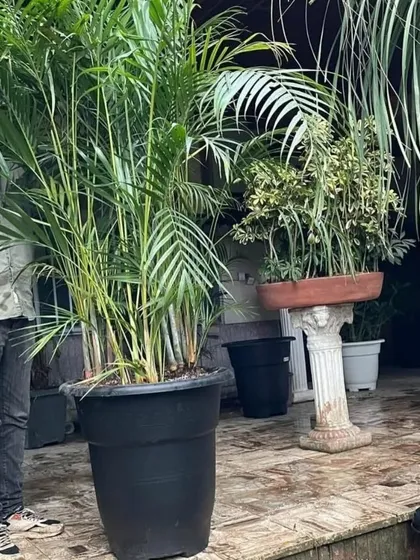 A customer standing next to a large Areca Palm to show its size. These plants can really transform a space.