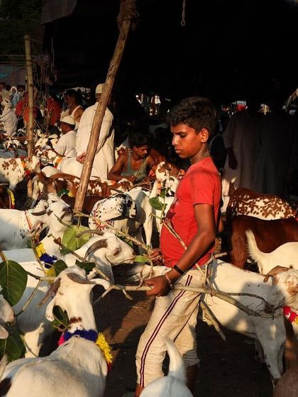 A young boy navigates through the bustling Bakra Mandi in Old Delhi before Eid, a scene filled with the sights and sounds of the market.