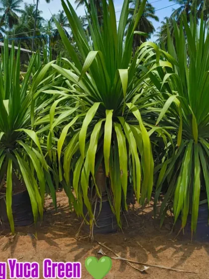 The Big Yucca Green is a hardy and dramatic plant. Its sword-like leaves add a strong architectural element to any garden design.