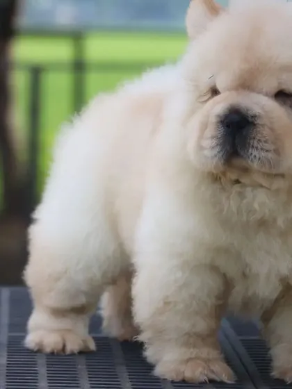 A close-up of one of my Chow Chow puppies. They are bred from healthy parents and are guaranteed to be genuine members of the breed.
