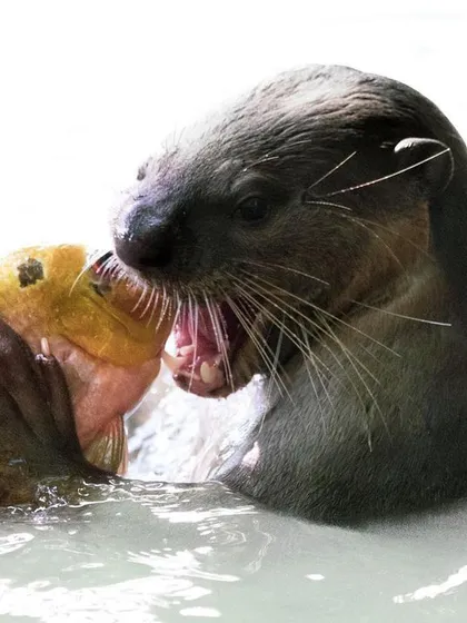 I followed the sounds of loud squeaks at the Singapore Botanic Gardens and found a family of otters. This one had just caught a fish for lunch. The high-key lighting of the water isolates the action, freezing a raw, candid moment of survival in the wild.