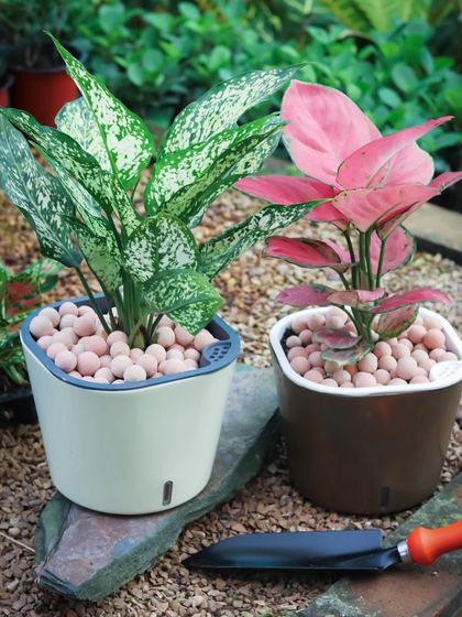 This image showcases two Aglaonema varieties, one with white-dusted leaves and the other with pink, in my self-watering planters, complete with a small trowel for easy potting.