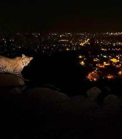 Perched on rocks, a leopard gazes at the city below. Each of these 35 wild leopards in the park has learned to navigate this complex landscape, a testament to their incredible adaptability.
