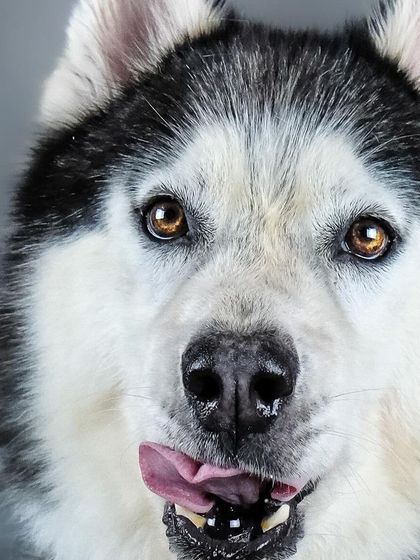 A stunning close-up of a husky, with the studio lighting making its eyes and coat look incredible.