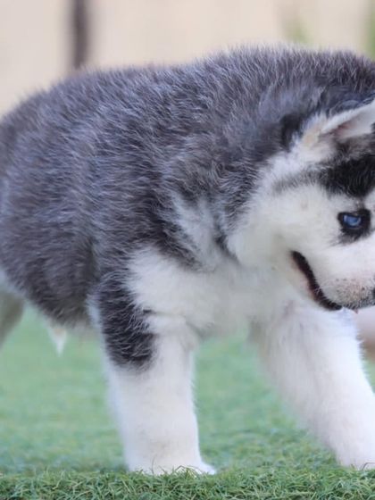 A profile view of one of our grey and white Husky puppies on the move. This shows his strong build and the thickness of his developing woolly coat.