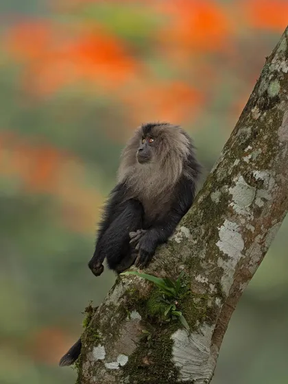 A Lion-tailed Macaque sits thoughtfully on a branch, with a backdrop of fiery orange flowers creating a beautiful bokeh.