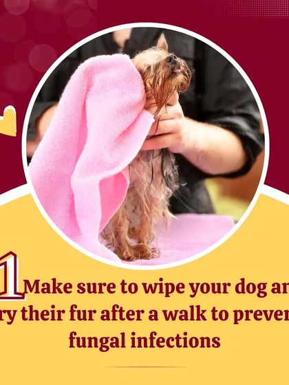 After a walk in the rain, always wipe your dog down and dry their fur thoroughly. This simple step helps prevent the fungal infections that thrive in damp conditions.