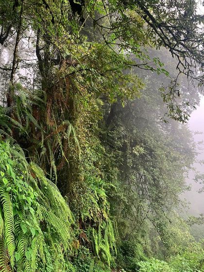 The depth and quiet of the forest in Darjeeling. Being surrounded by trees is a powerful reminder of the grounding, ancient energy of nature.