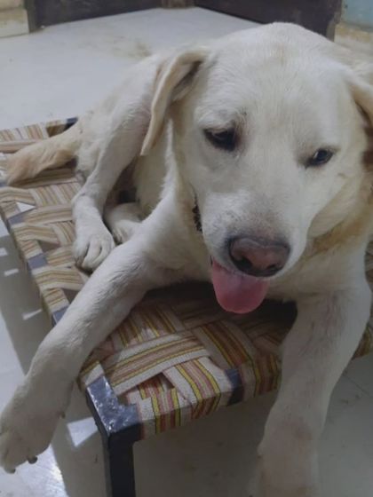 Casper relaxing on his bed. A monthly sponsorship of 4500 rupees helps cover his food and boarding, ensuring he continues to receive the best care in his golden years.