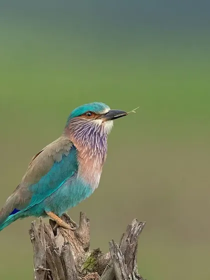 An Indian Roller with a grasshopper, perched on a dead stump against a soft green background.