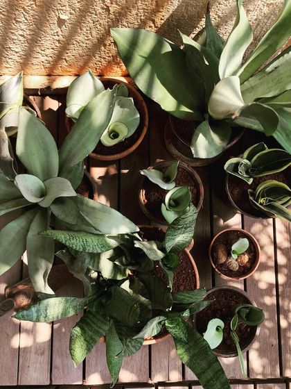 My Sustainable Propagation Practice photo 6