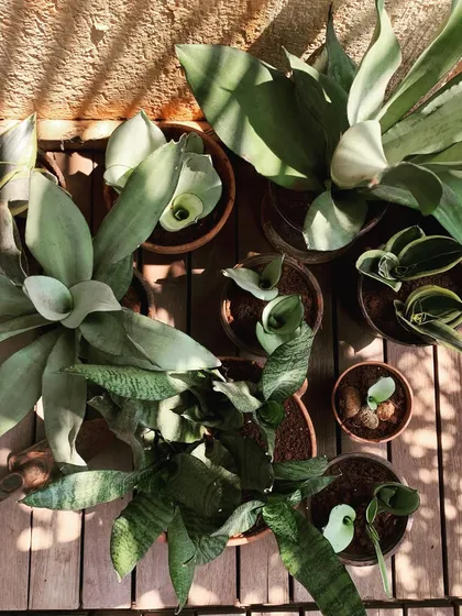 An overhead view of various Sansevieria, or snake plants, that I've propagated through division. By separating the pups from the mother plant, I can easily create many new plants to use in my styling projects.
