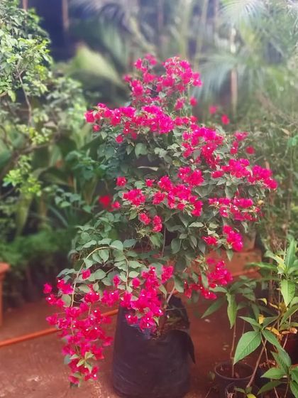 Flowering Beauties photo 4