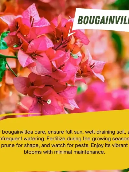 Bougainvillea is a perfect low-maintenance plant for beginners. With its vibrant blooms, it thrives in full sun and well-draining soil, adding a splash of tropical color to your garden.