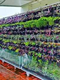 Vertical Gardens