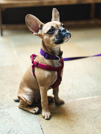 We're a pet-friendly space. This cute furry friend is welcome at several of our locations, so you never have to leave your best pal behind.