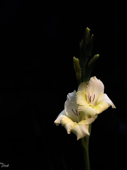 A Gladiolus flower captured in the first light of the morning. By exposing for the highlights on the petals, the rest of the scene falls into shadow, resulting in a simple and elegant low-key floral portrait.