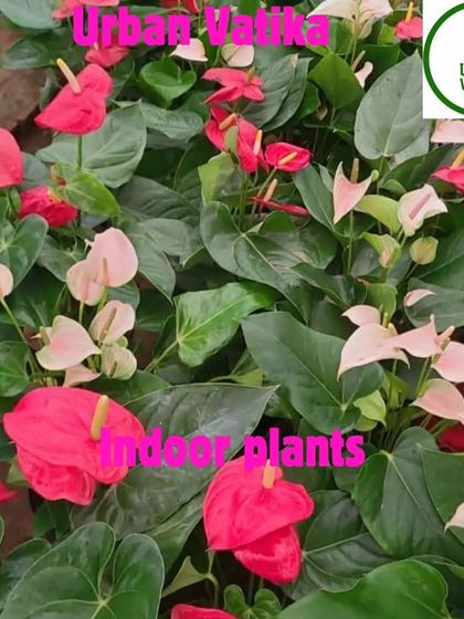 A mix of red and pink Anthuriums, showing the variety I offer.