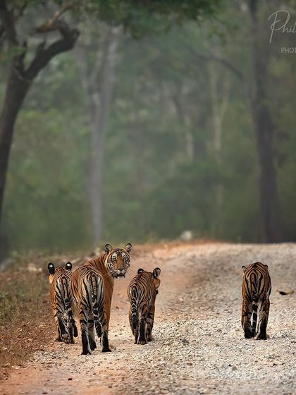 A tigress in Tadoba leads her three cubs down a dusty jungle road. Capturing family moments like this is a reward that comes after hours of patient tracking.