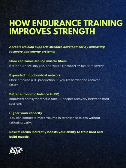 Endurance training improves strength by enhancing recovery systems. It builds more capillaries and mitochondria, leading to better nutrient transport and energy production, so you can lift harder and recover faster.