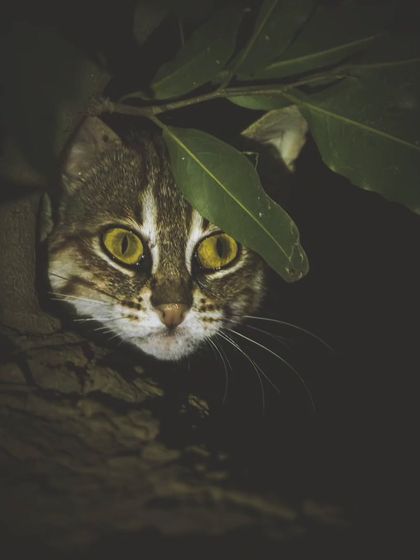 The glowing eyes of a Rusty-spotted cat in the dark. Encounters like this reveal the secrets held within the city's dwindling wild strongholds.