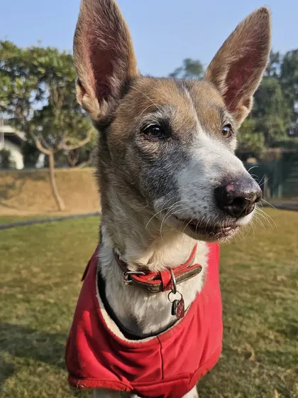 A close-up of a wise and gentle senior dog. We have a special place in our hearts for our older guests and ensure they have a peaceful, comfortable stay.