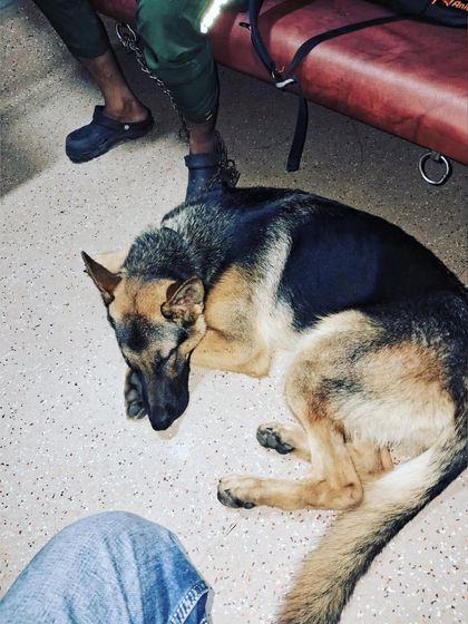 Cab4pets - Pet Transportation & Relocation By Train: Accompanied Rail Journeys photo 4