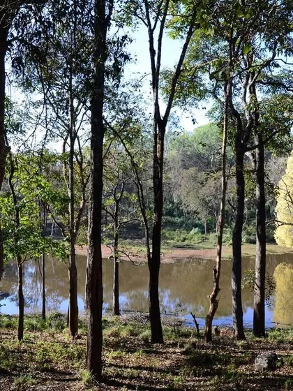 A tranquil water body in a tiger reserve, with trees reflecting on its surface. These are the places where the drama of the jungle often unfolds, as animals are drawn to the precious resource of water.