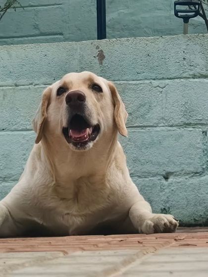 This happy Labrador is just one of the many breeds we welcome here.