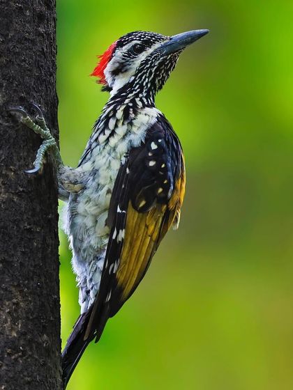 A Black-rumped Flameback clings to the side of a tree trunk. This classic woodpecker pose showcases its golden-yellow back and patterned wings.