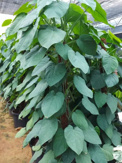 A wall of lush, heart-leaf Philodendron climbing on moss poles. This demonstrates how you can create a living green wall effect indoors with my vining plants.