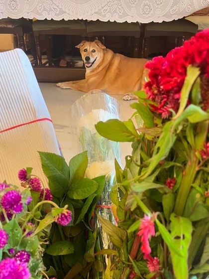 Bebo, one of our beloved adopted desi dogs, reminds us why adoption is the best choice. Love comes in all shapes, sizes, and breeds. Adopting a stray saves a life and gives you a friend for life.