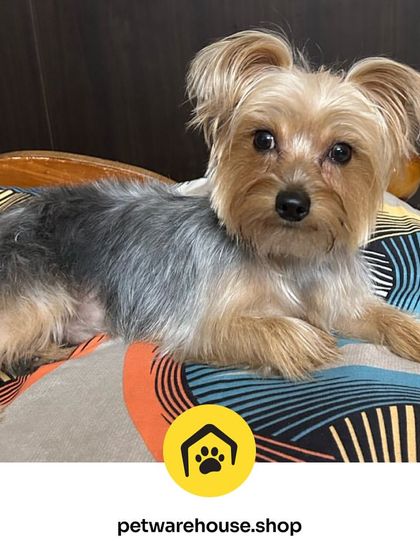 Pet Warehouse - Pet Grooming Services Happy Tails Gallery photo 20